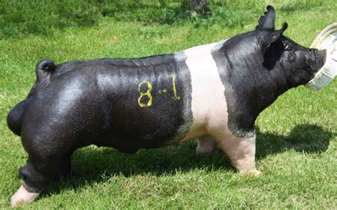 Sired by the great Bullseye (Tike x Lanlock) boar that has certainly made a big stir in the Hampshire breed Bullseye is the sire of LEGEND, Wehmer&39;s very popular 2021 Indiana State Fair Grand Champion Hampshire Boar standing here at Premium Blend Genetics Additionally, Bullseye also sired lots of popular, high selling individuals throughout. . Premium blend genetics